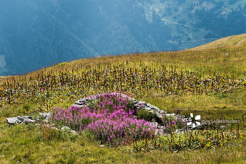 柳叶菜，韦尔比耶，瓦莱州，瑞士图片素材