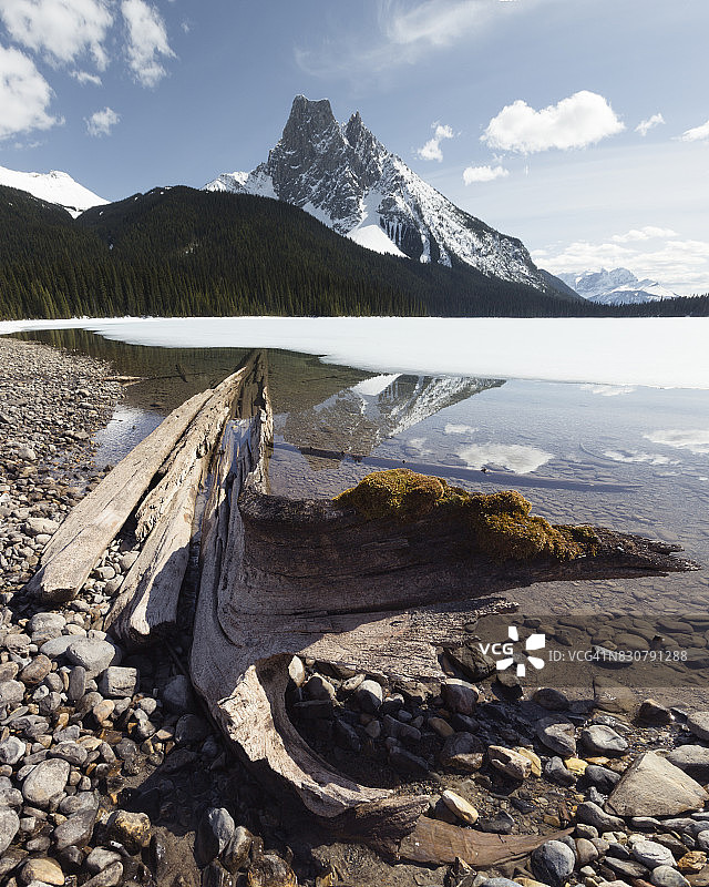 加拿大不列颠哥伦比亚省幽鹤国家公园伯吉斯山翡翠湖中的树干图片素材