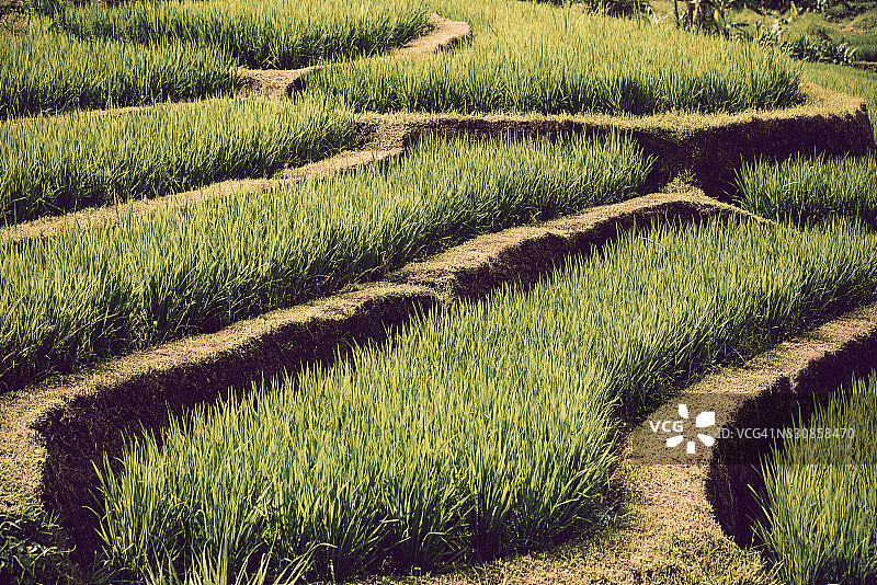 日出时分的梯田景色图片素材