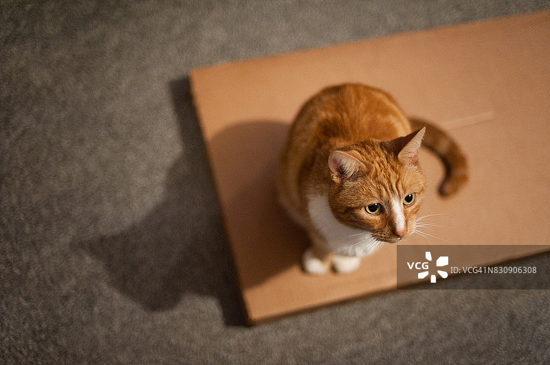 站在盒子上的姜黄色猫图片素材