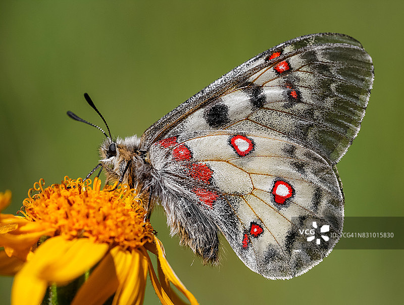 小型阿波罗蝴蝶图片素材