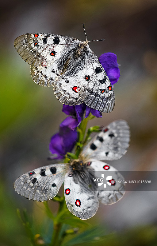 小型阿波罗蝴蝶图片素材
