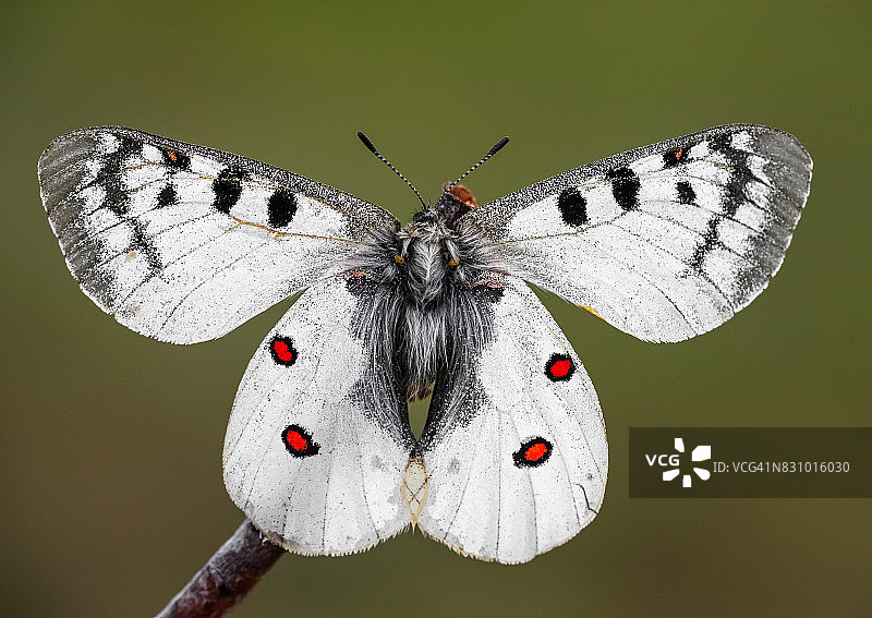 小型阿波罗蝴蝶图片素材