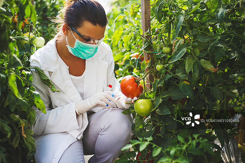 女科学家在温室中研究番茄作物，转基因植物图片素材