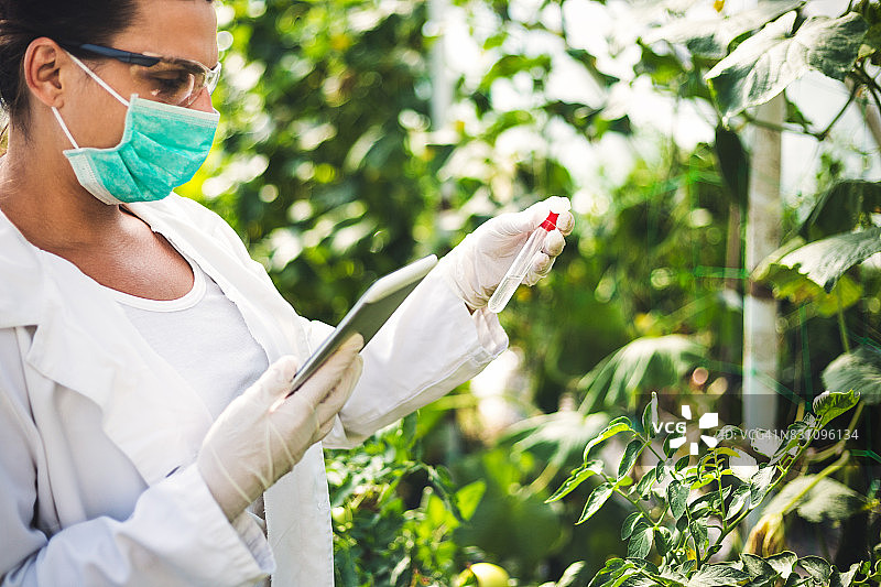 女科学家在温室中研究番茄作物，转基因植物图片素材