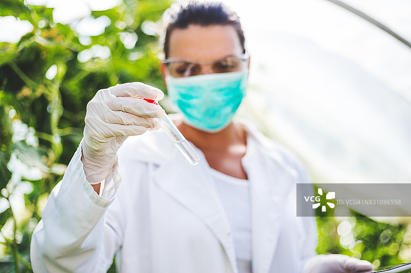 女科学家在温室中研究番茄作物，转基因植物图片素材