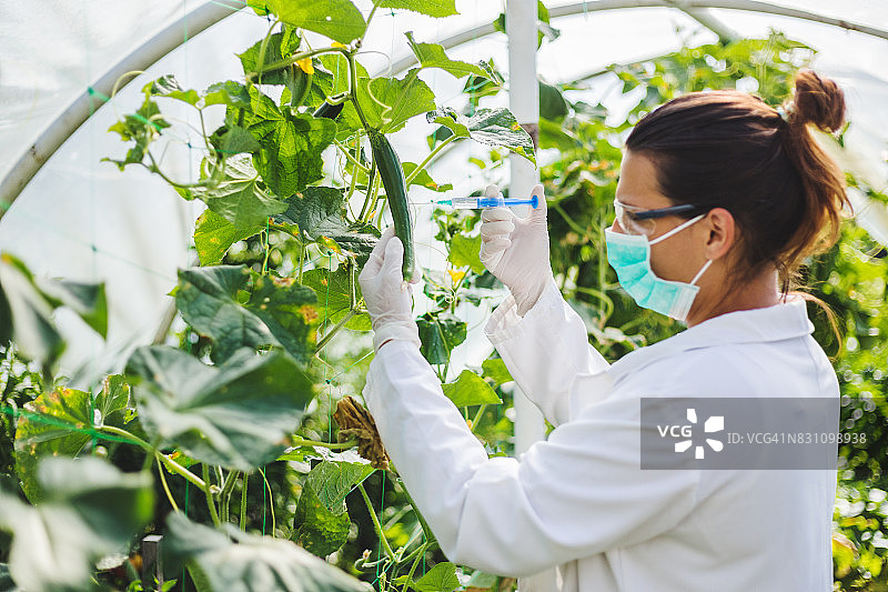 女科学家在温室中研究番茄作物，转基因植物图片素材