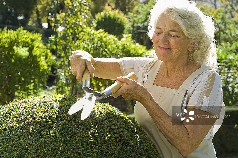 女人用绿篱剪修剪树篱图片素材