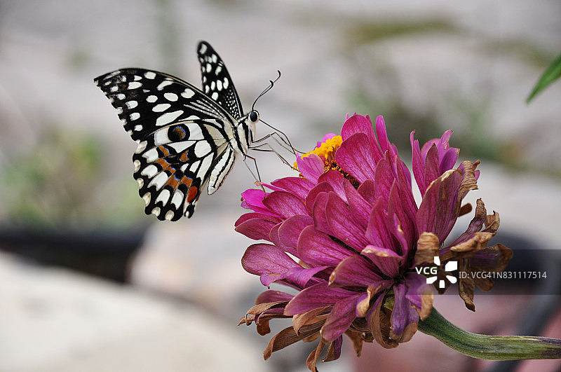 柑橘凤蝶图片素材