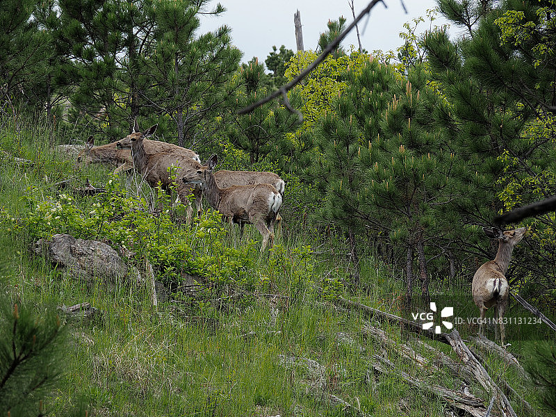 南达科他州黑山的小群骡鹿图片素材