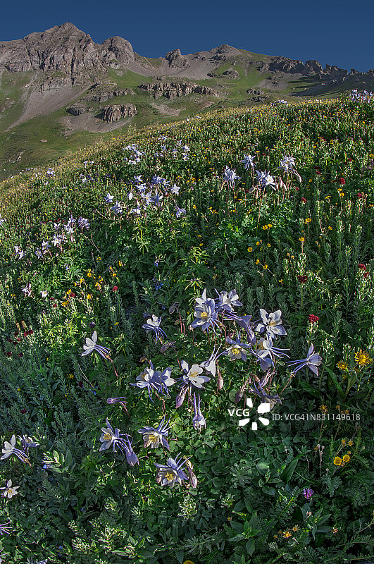 扬基男孩盆地图片素材