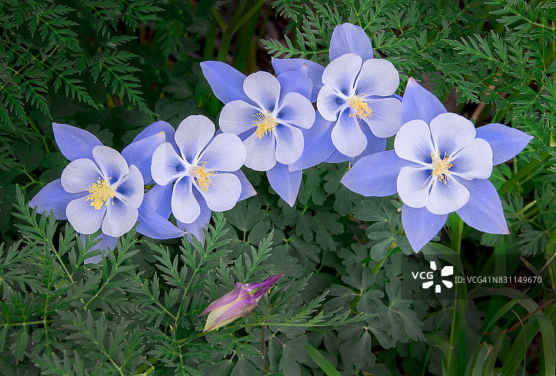 扬基男孩盆地图片素材