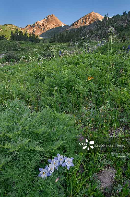 扬基男孩盆地图片素材