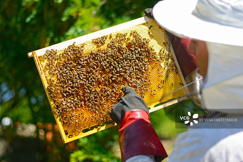 戴防护手套的养蜂人检查蜂巢图片素材