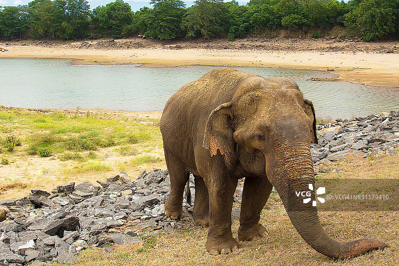 斯里兰卡考杜拉国家公园的大象图片素材