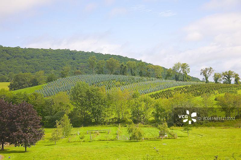 纽约州希尔斯代尔的幼树丘陵图片素材