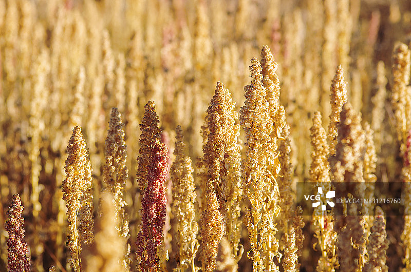 藜麦田图片素材