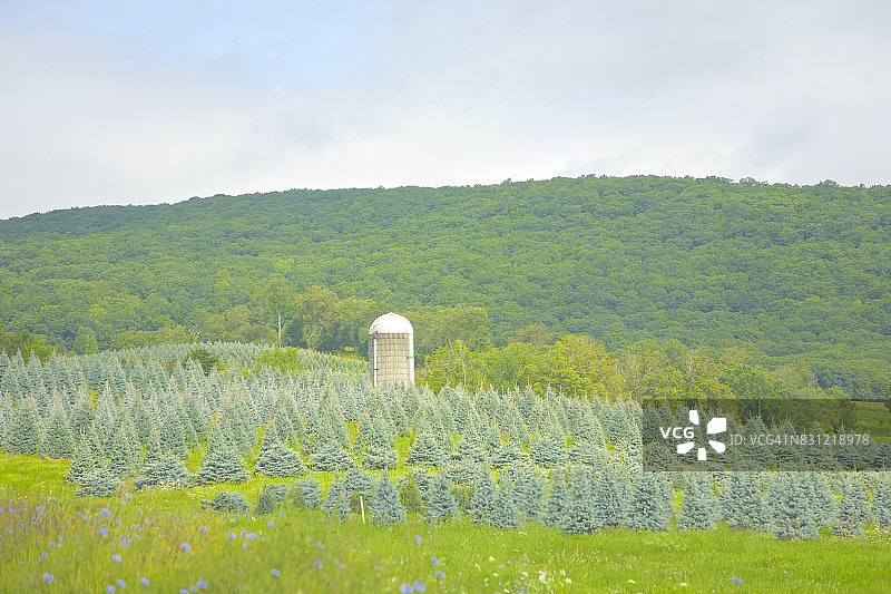纽约希尔斯代尔的筒仓和树木农场图片素材