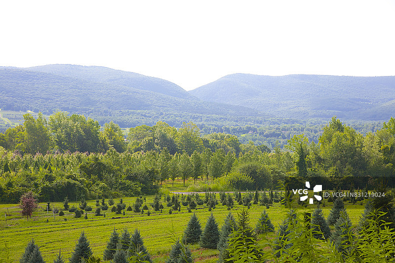 有树木和塔科尼克山脉的乡村景色图片素材