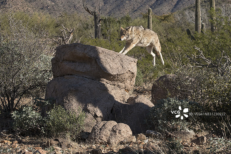在亚利桑那州索诺拉沙漠博物馆跳上巨石的郊狼图片素材
