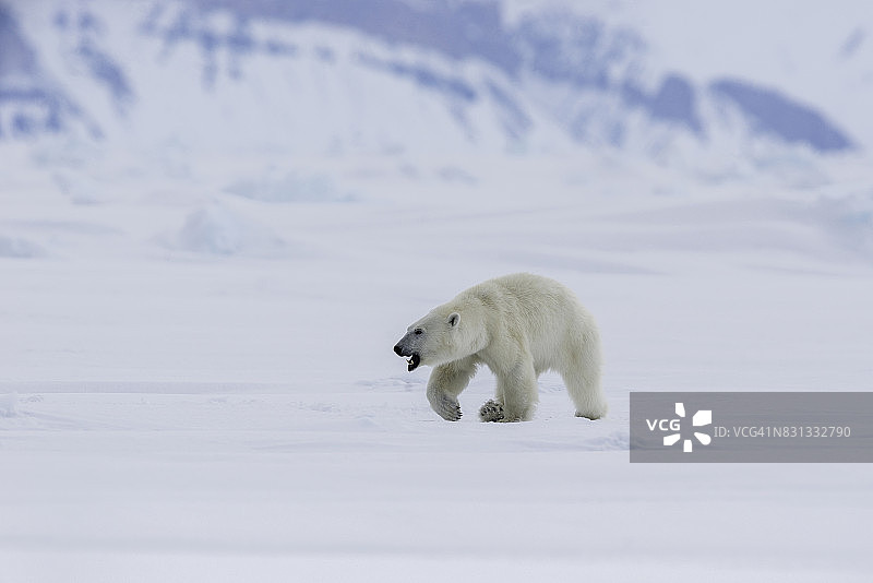 雄性北极熊在巴芬岛海军部海湾的冰面上行走图片素材