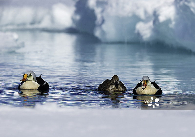 三只王绒鸭在加拿大巴芬岛的浮冰边缘觅食图片素材
