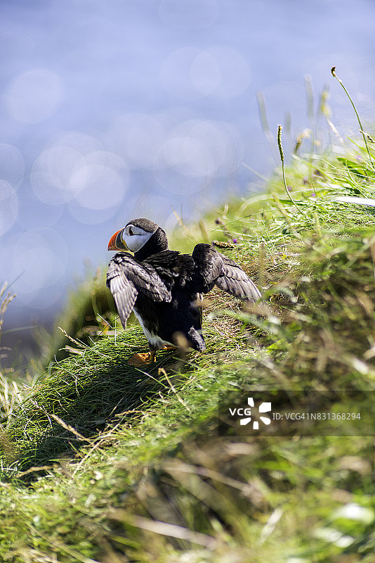大西洋海鹦：在苏格兰斯塔法岛上展开翅膀图片素材