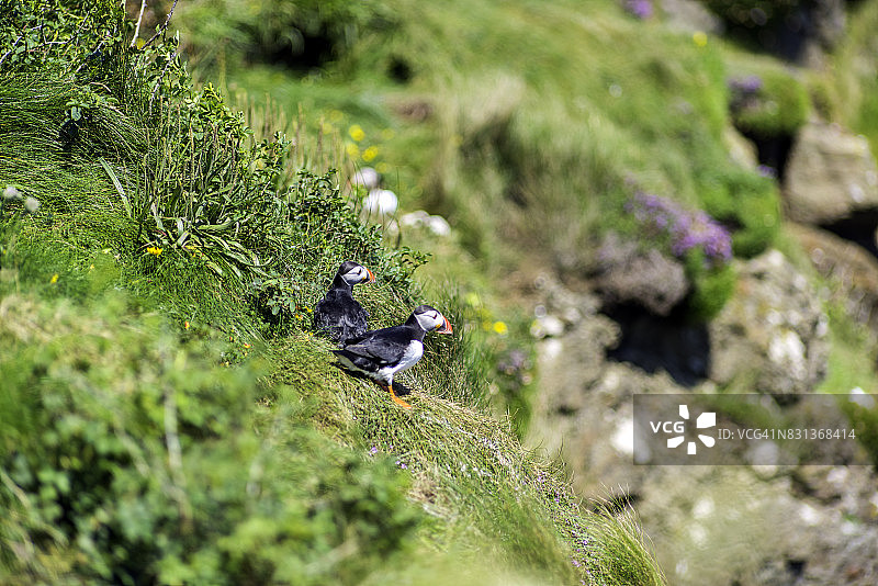 大西洋海鹦：栖息于苏格兰斯塔法岛内赫布里底群岛图片素材