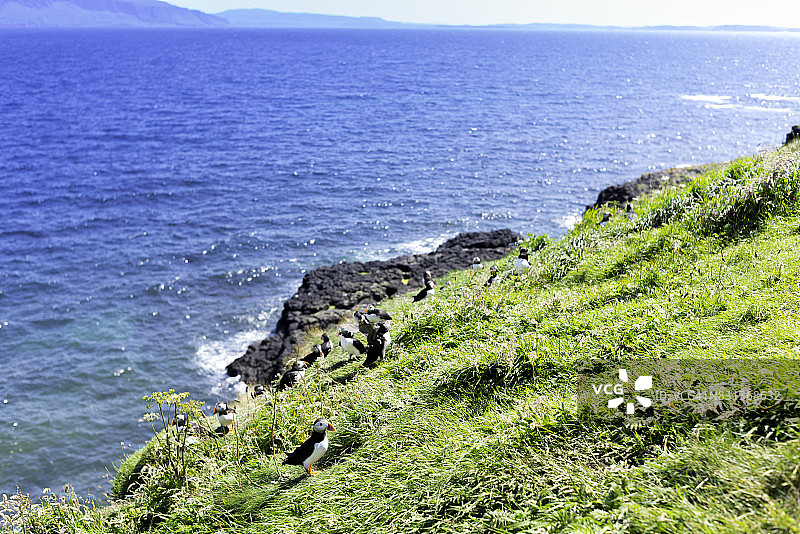 大西洋海鹦：栖息于苏格兰斯塔法岛内赫布里底群岛图片素材