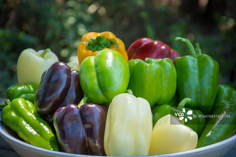 花园里色彩缤纷的辣椒图片素材