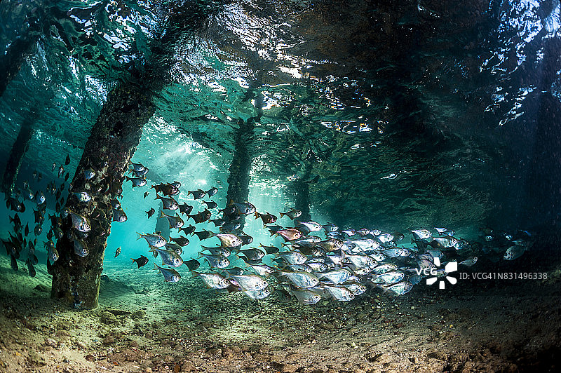 亚喀巴湾或埃拉特湾（红海北部顶端，西奈半岛以东，阿拉伯大陆以西）的水下世界图片素材