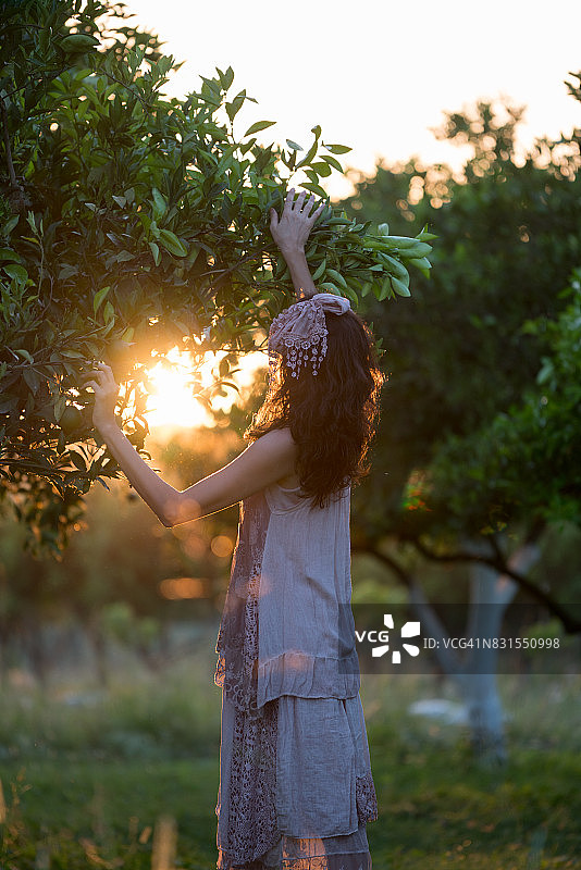 白人女孩在有机农场收获橘子和橙子图片素材