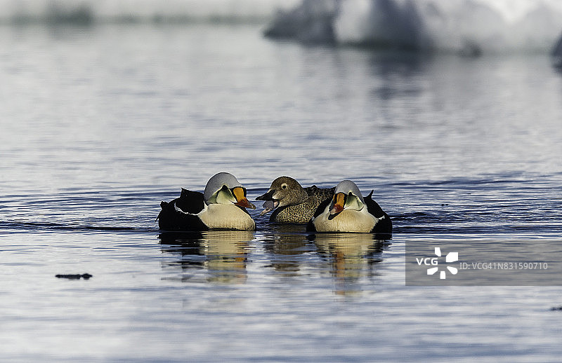 三只王绒鸭在加拿大巴芬岛的浮冰边缘觅食图片素材