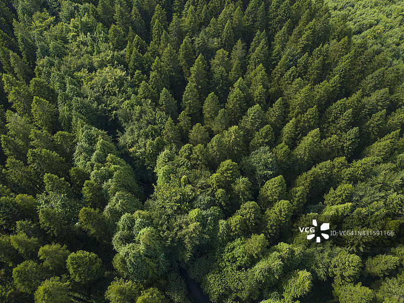 爱尔兰罗斯康芒松树林鸟瞰图图片素材