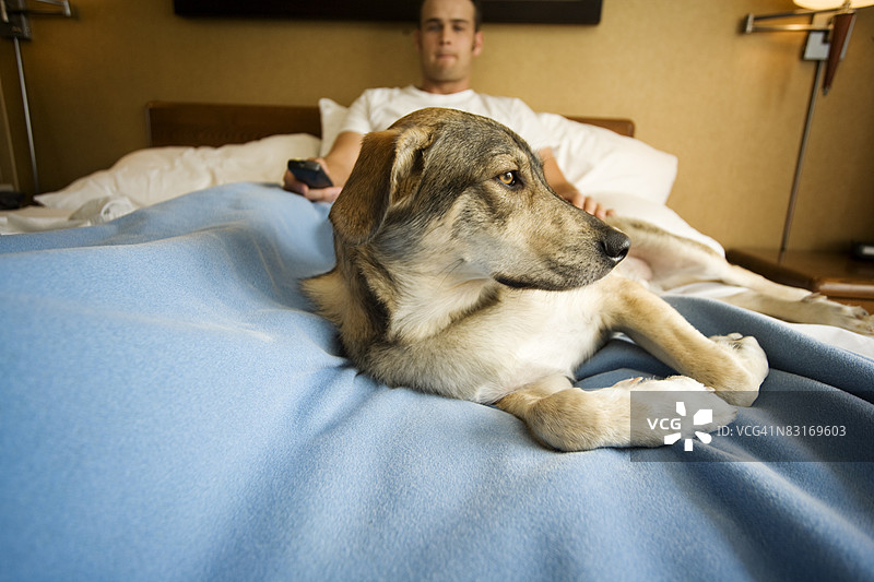 在床上的狗图片素材