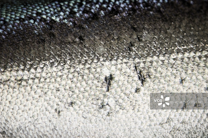 新鲜奇努克三文鱼图片素材