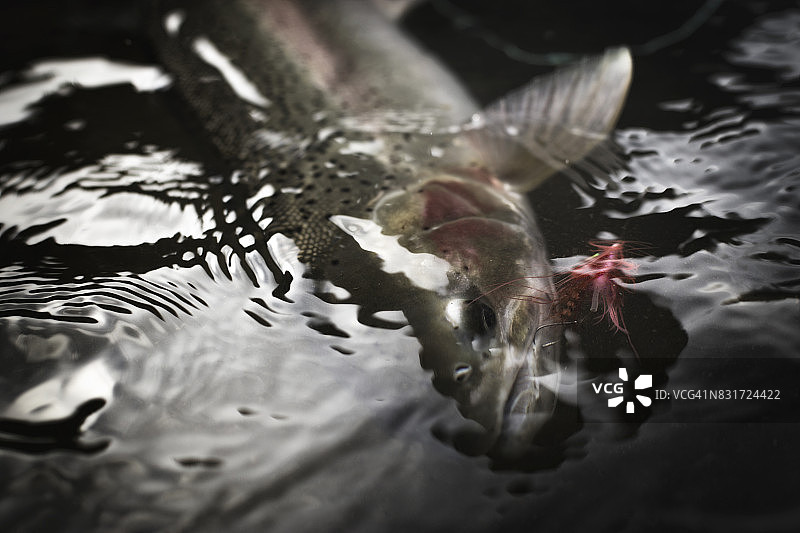 冬季硬头鳟图片素材