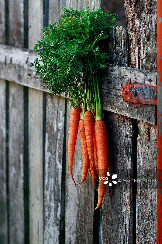 老旧木栅栏上的新鲜胡萝卜图片素材