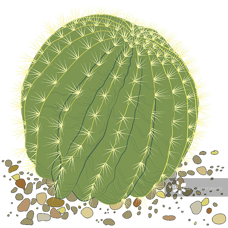 植物仙人掌图片素材