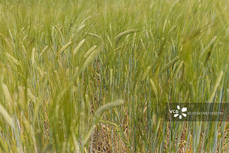 华盛顿州有机啤酒厂的麦芽专用有机大麦图片素材