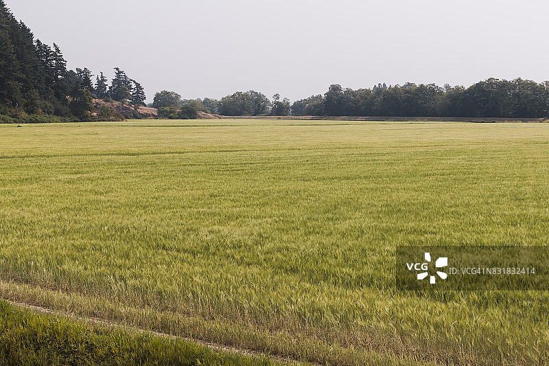 华盛顿州有机啤酒厂的麦芽专用有机大麦图片素材