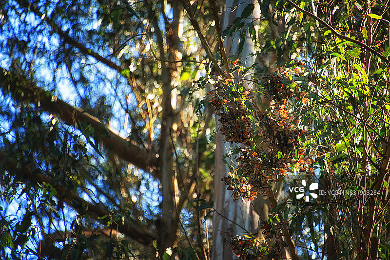 蝴蝶群图片素材