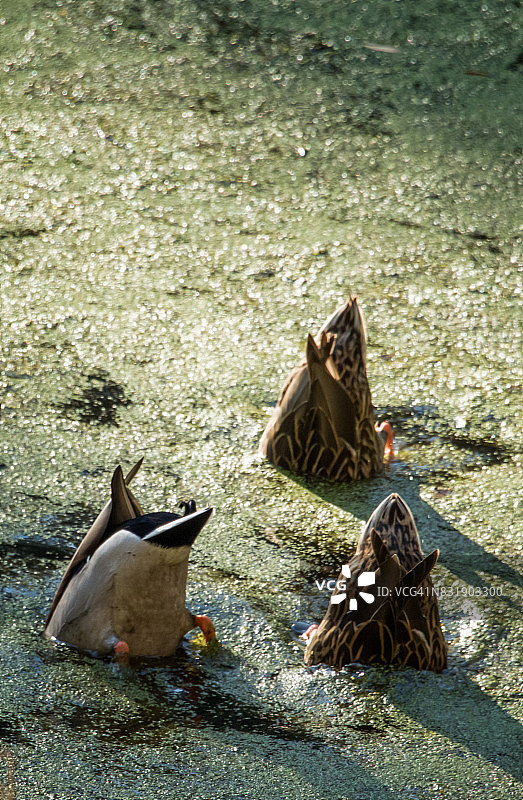 午后浸泡图片素材