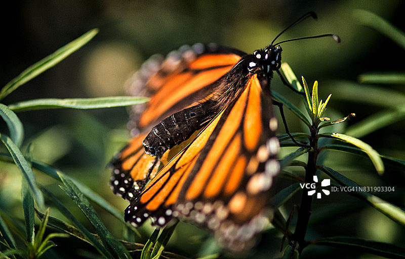 帝王蝶的轮廓图片素材