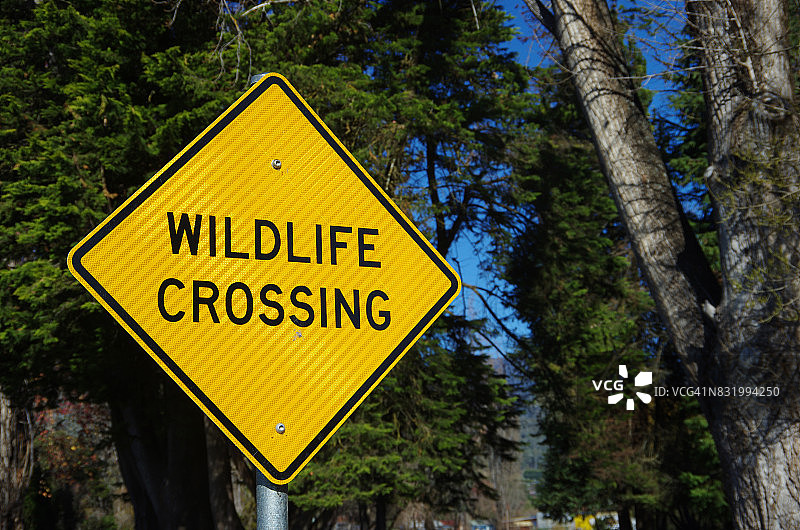 澳大利亚维多利亚州Mount Beauty的“野生动物通道”路标图片素材