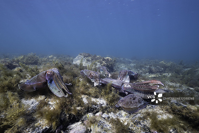 雄性澳洲巨型墨鱼守护雌性产卵图片素材