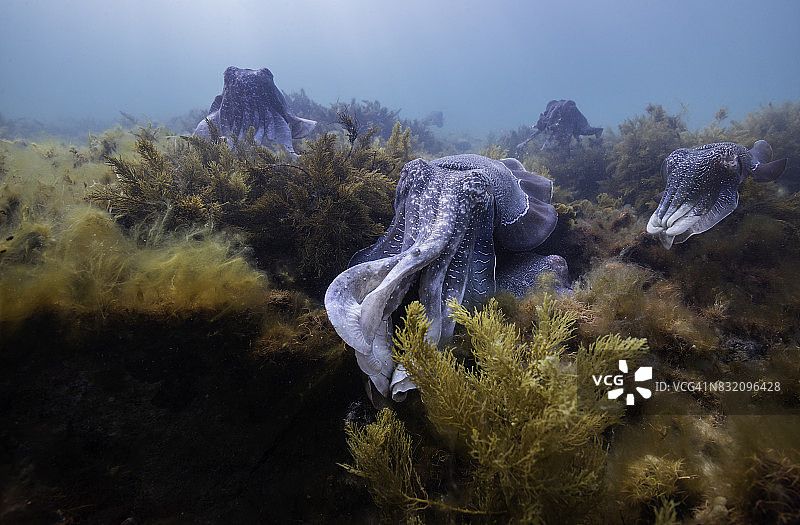 南澳大利亚怀阿拉：雄性澳洲巨型乌贼守护正在裂缝中产卵的雌性图片素材