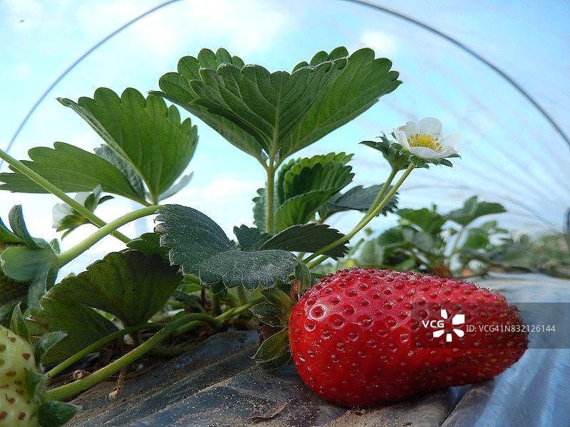 温室下成熟的草莓特写图片素材