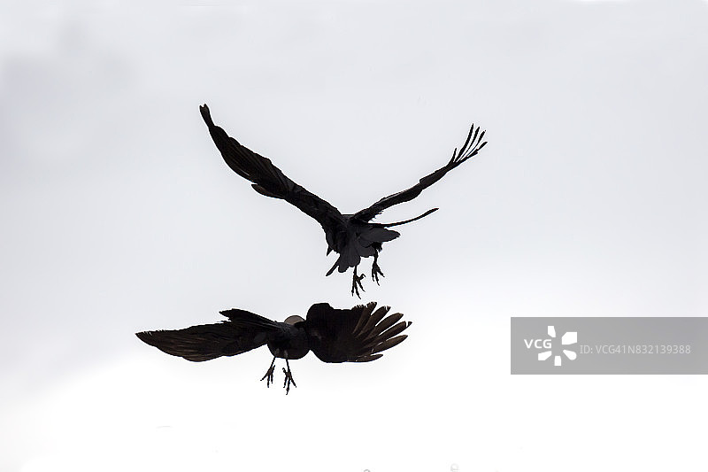 乌鸦攻击图片素材