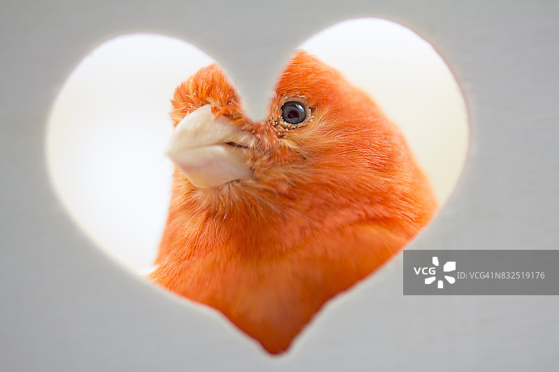 鸟儿透过爱心图片素材